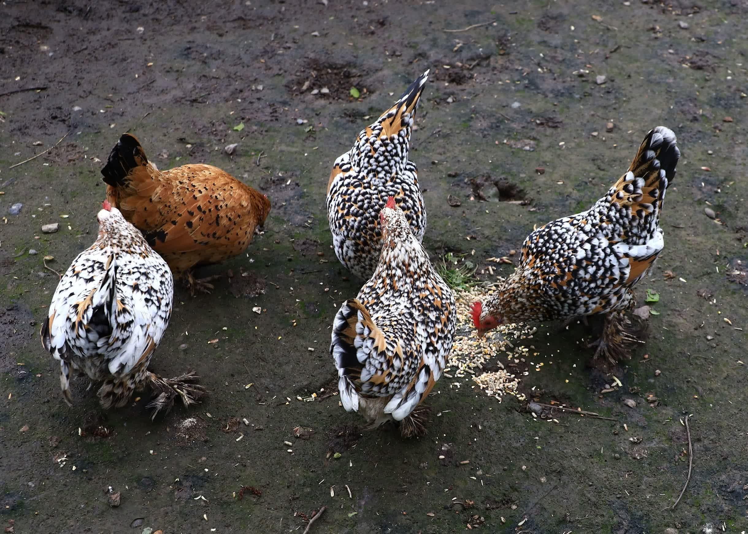 Kippetjes op het erf